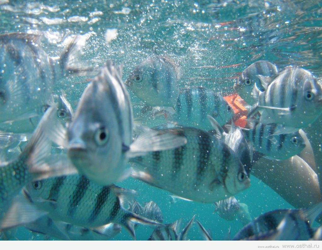 рыбки в таиланде
