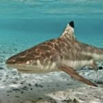В Тайланде на острове Пхукет не акула, а барракуда напала на человека!