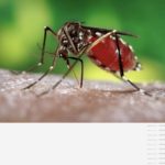 Как защитить себя от комаров в Тайланде и не заразиться вирусом Дэнге.