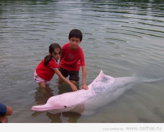 дельфины в таиланде