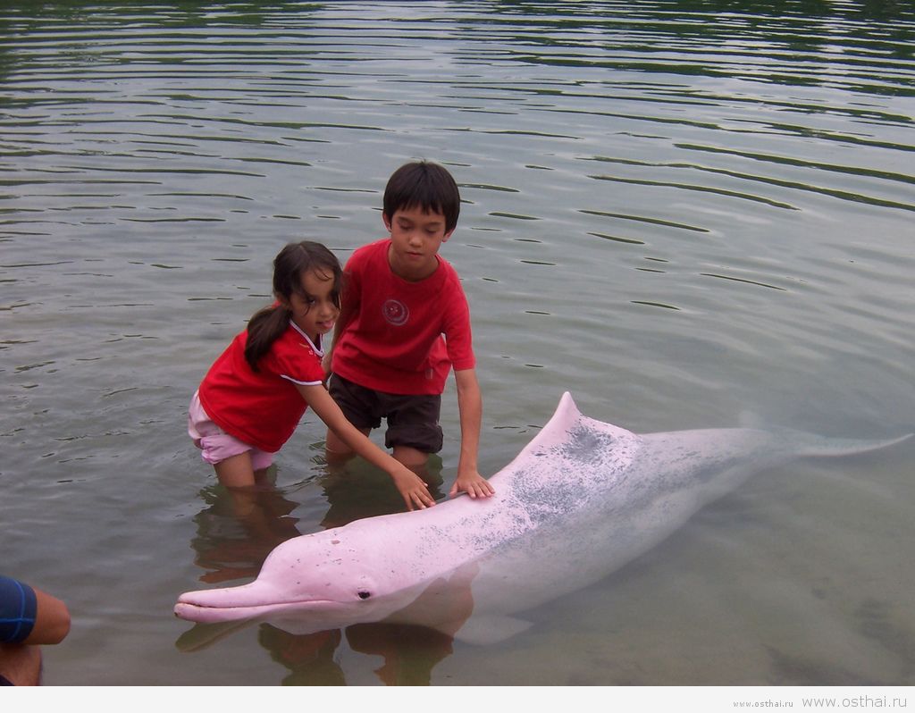 дельфины в таиланде