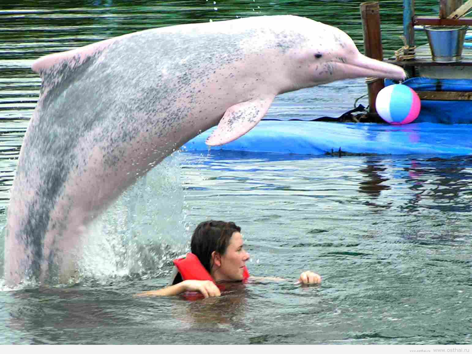 дельфины в тайланде