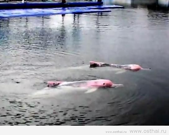розовые дельфины